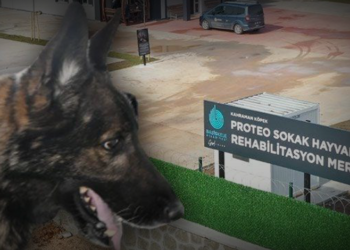 Meksika’nın Arama Kurtarma Köpeği ‘Proteo’nun Adı Sokak Hayvanları Merkezinde Yaşayacak