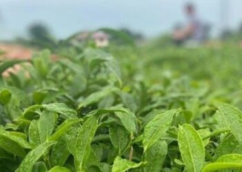 ÇAYKUR’dan 3 günde 730 ton yaş çay alımı