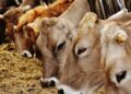 Et ve Süt Kurumu’ndan yetiştiricilere müjde