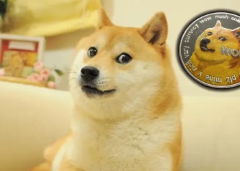 Dogecoin’in simgesi Kabosu hayatını kaybetti