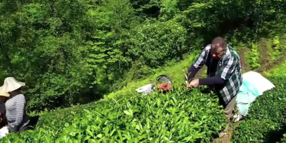 Yaş çay alım fiyatını üretici beğenmedi