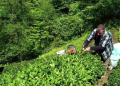 Yaş çay alım fiyatını üretici beğenmedi