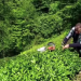 Yaş çay alım fiyatını üretici beğenmedi