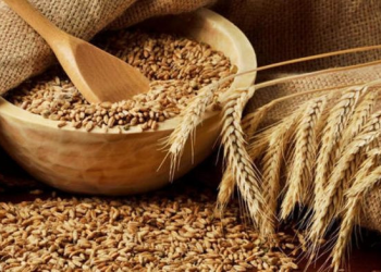 Buğday fiyatları 5 haftanın dibinde