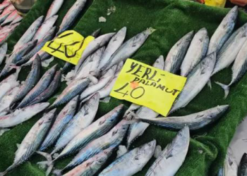 4 günde 100 ton yakalandı! Fiyatı 40 liraya indi