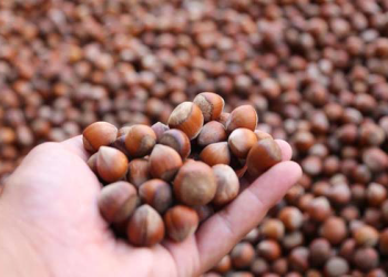 Rekabet Kurumu’ndan fındık sektörüne yakın takip