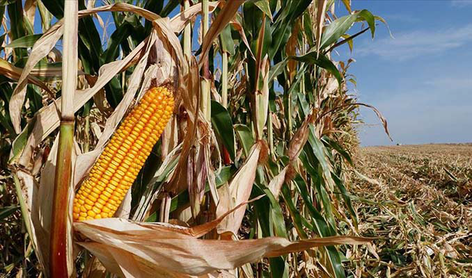 Mısır ithalatı için tarife kontenjanı