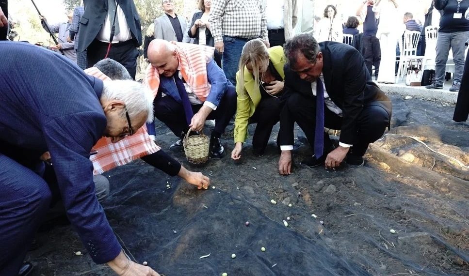 11 asırlık ağaçtan zeytinyağı hasadı