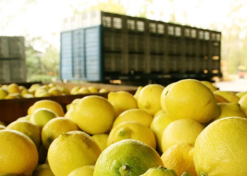 Türkiye’den ihraç edilen limonlarda yasaklı pestisit tespit edildi