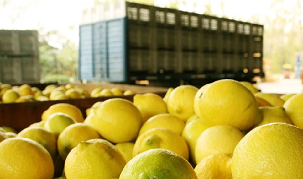 Türkiye’den ihraç edilen limonlarda yasaklı pestisit tespit edildi