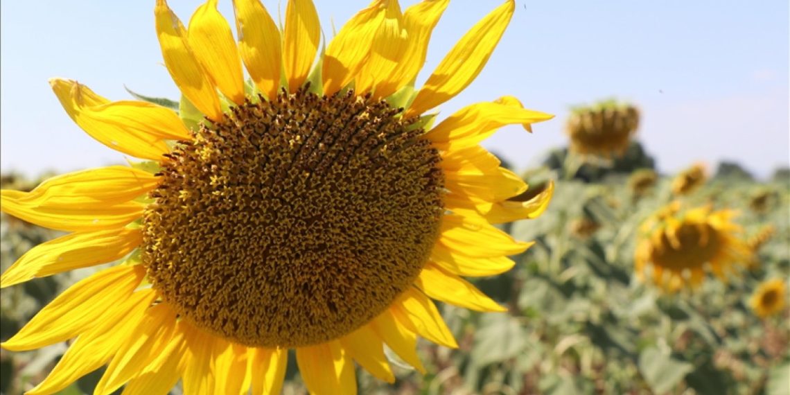 Ayçiçeği ön alım fiyatı açıklandı
