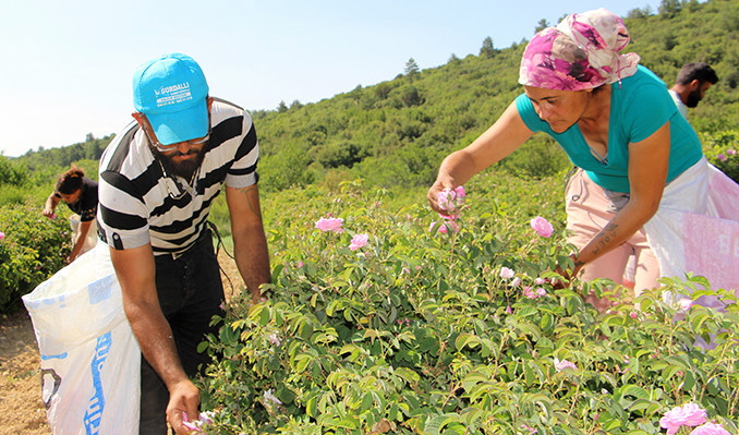 Zirai don! Isparta’nın gülleri soldu