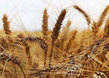 Türkiye’nin tahıl ithalatının yüzde 70’i Rusya’dan